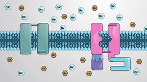 Video: Secondary Active Transport