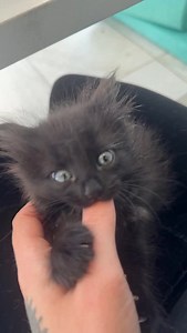 Maxine the forever baby! 🍼 This little girl just doesn’t want to quit the bottle. And that’s okay! Even though she eats wet food throughout the day, we’ll offer her a daily bottle until she lets us know she’s ready to stop. ❤️ | Kitten Lady