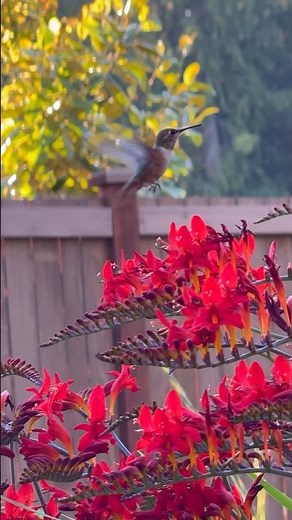 Hummingbirds Love This Flower! #shorts #flowers #hummingbird #pollinators