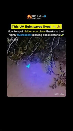 You Absolutely Need A UV Light In The Desert! 🤯🦂