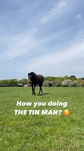 8.9K views · 270 reactions | The Tin Man paying us a visit when we paid him a visit at The National Stud  #horseracing #horsesofinstagram #horses #retiredracehorse #racehorse #retirement | The Jockey Club | Facebook