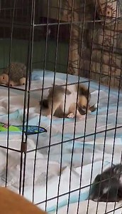 8.6K views · 158 reactions | Central Illinois Sheltie Rescue on Reels | Facebook