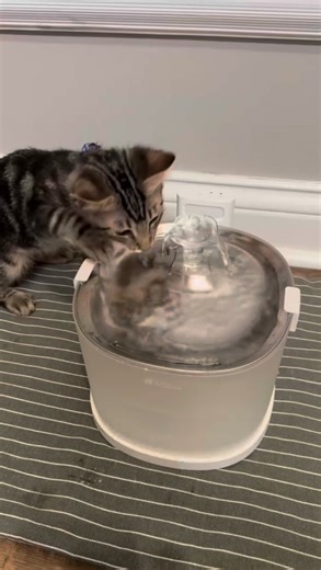 Say goodbye to the struggle of cleaning your water fountain! The Elfin Fountain is a pumpless design that makes it simple and easy. 💦 ✨ | Elfin Fountain