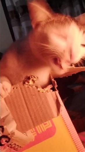 He bites box sitting inside #lucy