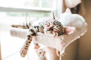 Que signifie la position dans laquelle votre chat dort ?