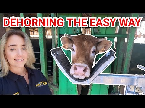 DEHORNING HEIFERS THE EASY WAY!!!