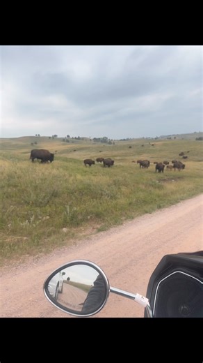 Ian Ziering on Reels