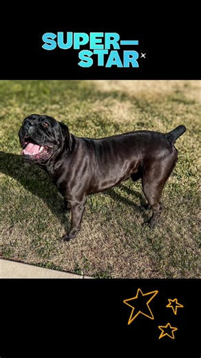 Superstar Strut 🌞🐾#ownerpics #catawbacanecorso 🇮🇹 #italianmastiff #canecorso #dog Great Italian Mastiffs. Great Forever Homes. Catawba Cane Corso 888-996-7896 www.catawbacanecorso.com