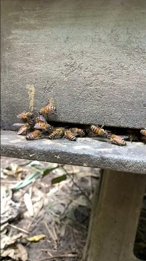 Bee Behavior Explained 🐝✨ | How Bees Keep Their Colony Healthy