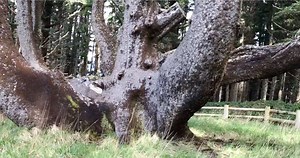 15K views · 91 reactions | The mysterious "octopus tree" is just one of the many features of Cape Meares. Read more: https://expo.oregonlive.com/life-and-culture/g66l-2019/01/1b1ddd10395807/cape-meares-has-big-views-big-trees-and-one-little-lighthouse-on-the-oregon-coast.html?fbclid=IwAR1uMrh5J2H2EUDVGHujg_jHzAoCsR4Fi_nI2QfbkViw_Zq4Z5Vz0aFWp9Q | The Oregonian | Facebook