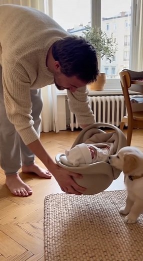 Dad said: "Easy, buddy. We're coming down. It's just your little sister." 🥹 The heartwarming moment a newborn comes home!#BabyAndPuppies #PureJoy #FamilyLove #WholesomeMoments #PuppyLove #CuteReel #HeartMelting #WarmHome | TICA