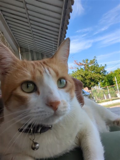 Cute Kitten Time: Bathing Your Orange Cat