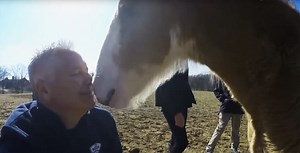Meet Budweiser's Littlest Clydesdales
