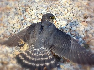 Falconry: Hood training a falcon