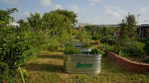 At the end of a momentous year, we have so much to be thankful for, most of all, the support and love of people like you. From our seed to your harvest-Happy Holidays! Continue to support our mission here: https://urbanharvest.networkforgood.com/projects/18026-support-urban-harvest | Urban Harvest