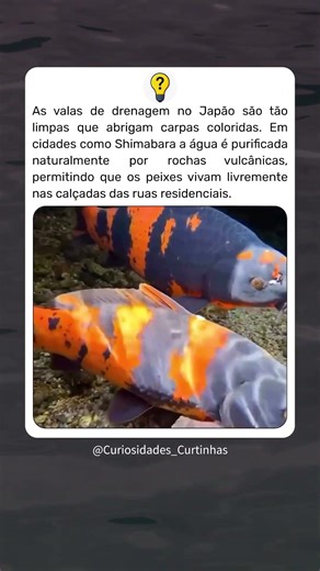As valas cristalinas com carpas no Japão #curiosidades