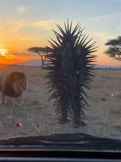 Lion vs Spike Man: An Intense Showdown