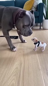 13M views · 111K reactions | When Small Dogs Won't Stop Yapping! #dogs #funny #pets | Paul Vu | Facebook