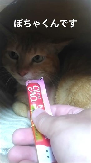 ぽちゃくんとさくらちゃんのちゅ～る #cat #猫のいる暮らし#保護猫