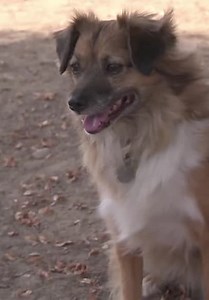 Dog Whisperer with Cesar Millan S05:E10 - Cesar and the Horse Whisperer