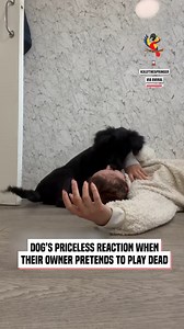 Dogs Unexpected Reaction to Owner Playing Dead | The Macaw