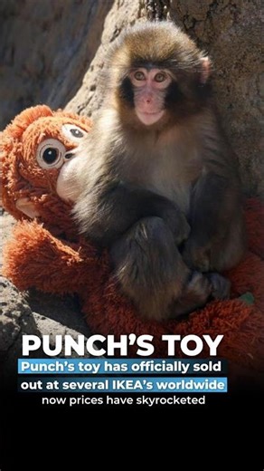 Punch’s toy has officially sold out atnd now resale prices have skyrocketed worldwide