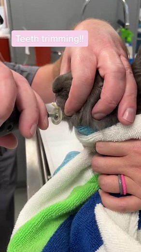 Rabbit Teeth Trimming: How to Trim Your Bunny's Teeth