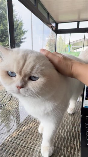 Venüs on Instagram: "Tüy dökülmesine karşı fark yaratan bu maltın sırrı: Çin Geveni (Astragalus) 🌿 Antioksidan ve bağışıklık destekleyici etkisiyle tüy köklerini içeriden besler, dökülmeyi azaltır. Uygulaması da çok pratik: • 🧴 Mamasına karıştır, • 🐾 Patisine ya da ağız kenarına sür, • 😋 İstersen doğrudan tüpten de yedirebilirsin! @hipetturkey"