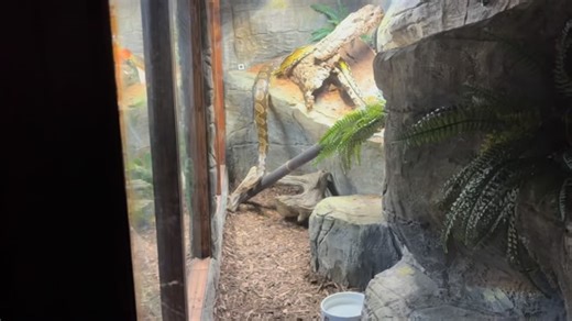 Ed Taoka on Instagram: "Getting my very large male Reticulated Python to come to me. * Disclaimer: Please do not try this unless you are very certain how your individual animal behaves. #cometomemysnake #itscomingstraightforus #readingsnakebodylanguage #platinumindonesiansunfire #lavendermotleysunfiretiger #feedingresponse #huntingresponse #retickeeper #snakehandler #retic #retics #reticulatedpython #walkinsnakeenclosures #zoofabuk"