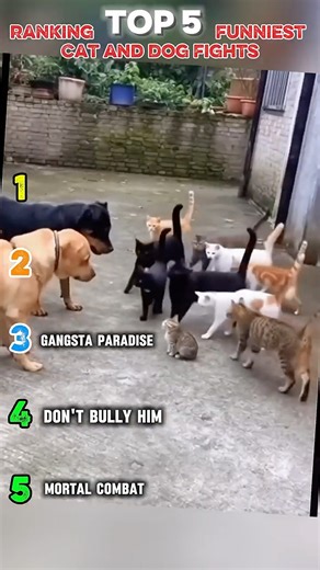 Ranking Top 5 Funniest Cat and Dog Fights #funny #catanddog #shorts