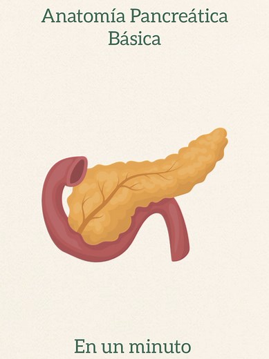 Anatomía y Fisiología del Páncreas.