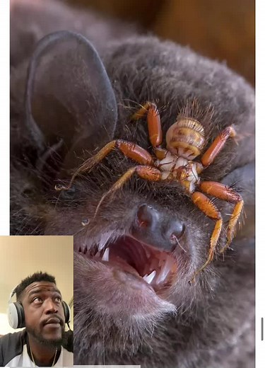 The Bat 🦇 Fly 🪰 #fyp #nature #reaction #parasite #batfly #fly #reactionvids #reactionvideos #antcrashesthangs #nycteribiidae #bat