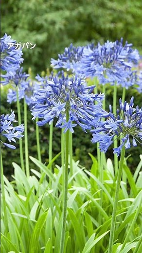 夏の花壇に咲かせたい！青い花７選