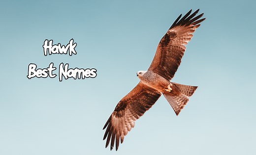 Hawk Names – The 30 Most Popular Names for Hawks