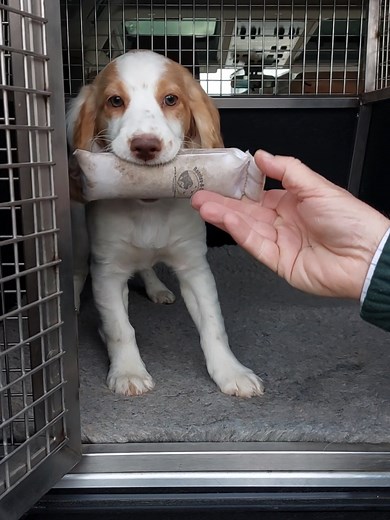 Look how this little guy is getting on with his training - small steps! #GunDogPuppies #Gundogs #GunDogTraining #PuppyTraining #WorkingDogTraining
