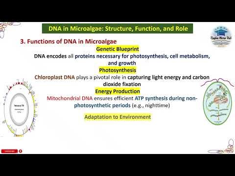 Functions of DNA in Microalgae #dna #microalgae #trending #microbiology #raqbamicrohub