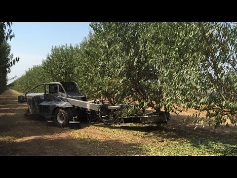 How Are Almonds Grown? Part 2: Harvest