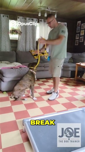 Dog Training Clicker Training for a Smarter Pup