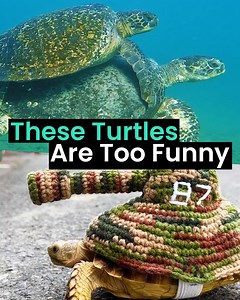 Who knew turtles and tortoises were so funny 🐢😂 | Animal Antics