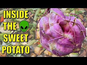 Inside the Alien Sweet Potato + Sweet Tater & Green Bean Warm Salad