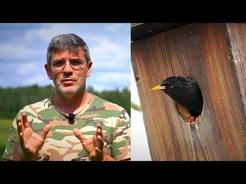 Mažėjant varnėnų populiacijai Lietuvoje, Čepulis ragina: norite giesmių – kelkite inkilus