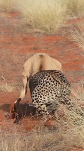 Hunting, when there are hungry mouths to feed, is an on-going responsibility for a mother cheetah. A roan calf makes a decent meal for this mother and her cubs to feast on. #cheetahphotography #southafricawildlife #cheetahlife #wildlifesighting #cheetahcubs #cheetahkill | Tswalu Kalahari Reserve