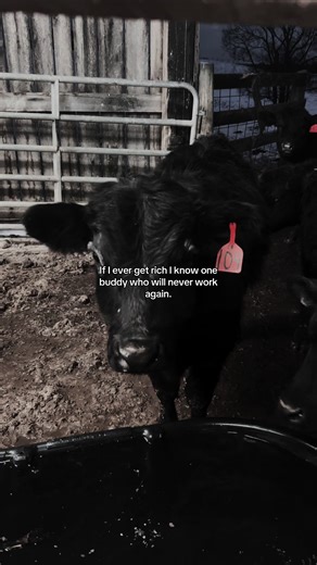 Mac and cheese #cattle #intrevwetrust #fyp #cooperfarms #viral @Gannon | Cattle Farming