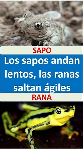 Difference between toad and frog