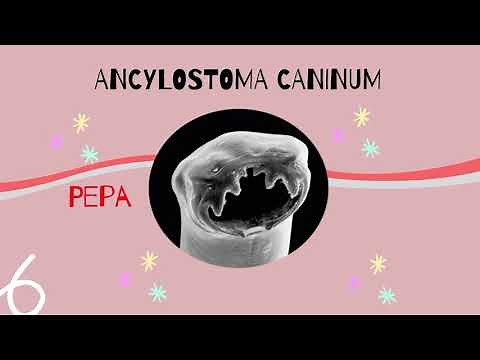 Ancylostoma Caninum