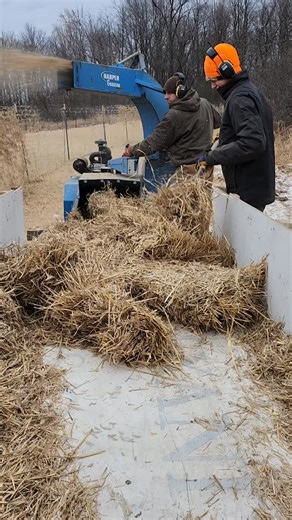 2.9K views · 33 reactions | The final step in garlic planting at Rustic Roots Farm is mulching. We upgraded to a bigger blower last year, but we still need to use some muscle breaking down those large squares of straw to feed them into the machine. It's a dirty, itchy job that is the least favorite of 4 out of 4 of us. But tucking the field of garlic cloves in for the winter is important where we live. | Rustic Roots Farm - MN | Facebook