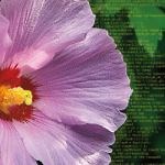 Local Laplacian Filters: Edge-Aware Image Processing with a Laplacian Pyramid