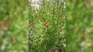 Anisacanthus Quadrifidus Var. Wrightii | Wright's Hummingbird Bush | 15 Seeds - Etsy