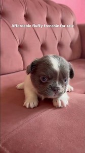 Fluffy frenchie for sale