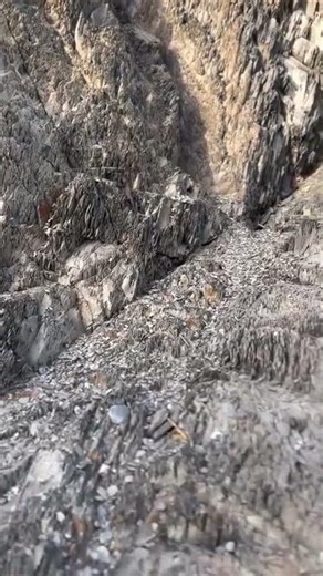 #balochistan #eagle #shorts #shortvideo